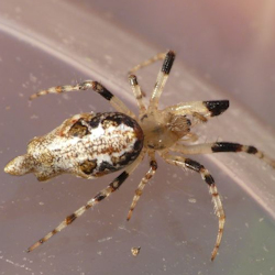 Cyclosa insulana