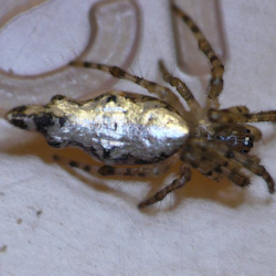 Cyclosa insulana