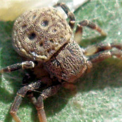 Cymbacha ocellata