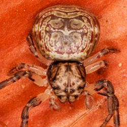 Cymbacha saucia