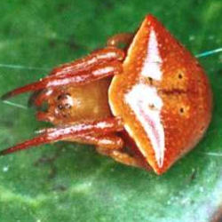 Cyrtarachne ZZ069