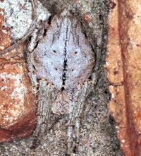 Cyrtophora 