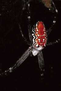 Cyrtophora ZZ078