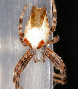 Cyrtophora 