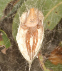 Cyrtophora 