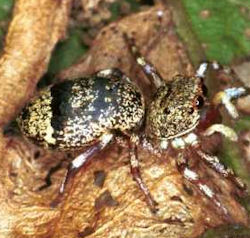 Cytaea ZZ036
