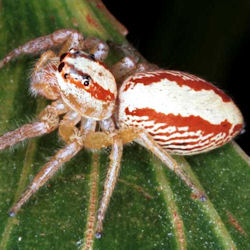 Cytaea alburna