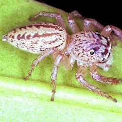 Cytaea frontagliera 