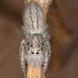 Cytaea severa