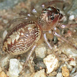Cytaea xanthopus