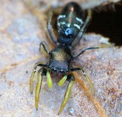 Damoetas  nitidus