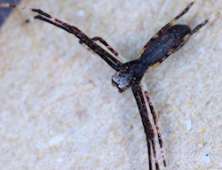 Deinopsis subrufa