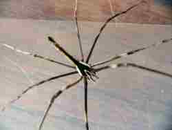 Deinopsis subrufa