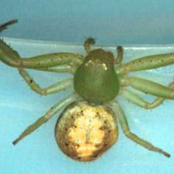 Diaea ZZ151