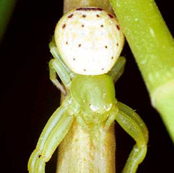 Diaea ZZ152