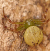 Diaea pilula?