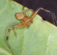 Diaea ZZ402 male 