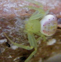 Diaea ZZ446 
