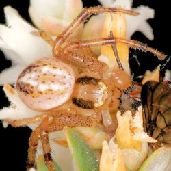 Diaea cruentata