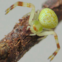 Diaea dimidiata