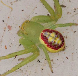 Diaea evanida