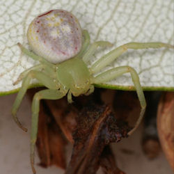 Diaea evanida