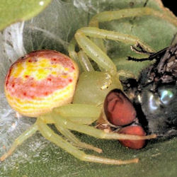 Diaea evanida