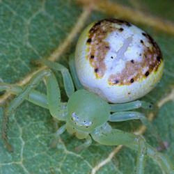 Diaea prasina