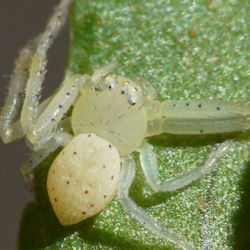 Diaea punctata