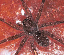 Dolomedes ZZ161