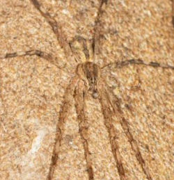 Dolomedes ZZ288