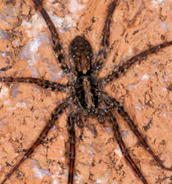Dolomedes ZZ321