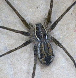 Dolomedes ZZ495