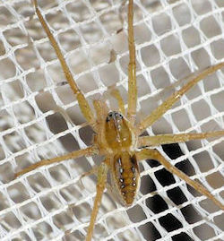 Dolomedes instabilis