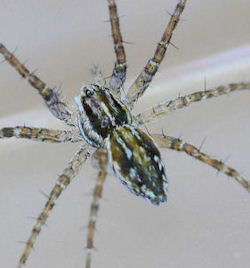 Dolomedes instabilis