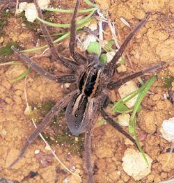 Dolomedes minor 