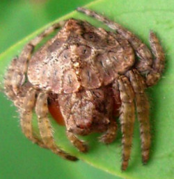 Dolophones conifera