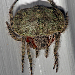 Dolophones tuberculata