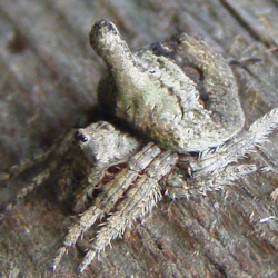 Dolophones turrigera