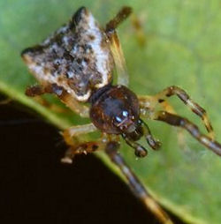 Episinus ZZ272