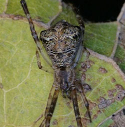 Episinus ZZ521
