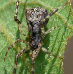 Episinus ZZ548