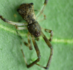 Episinus bicornis