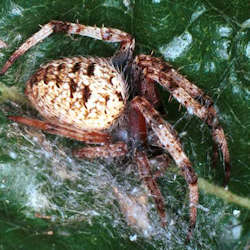 Eriophora