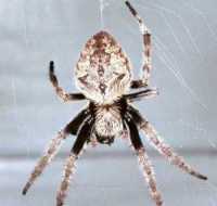 Eriophora ZZ076