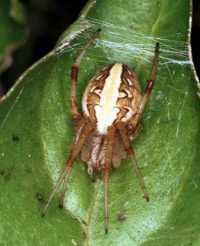 Eriophora ZZ087