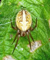Eriophora ZZ088