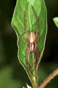 Eriophora ZZ088