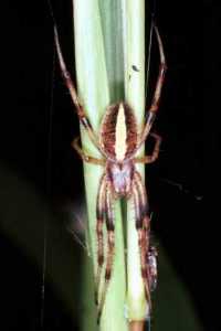 Eriophora ZZ089