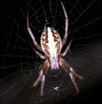 Eriophora ZZ090
